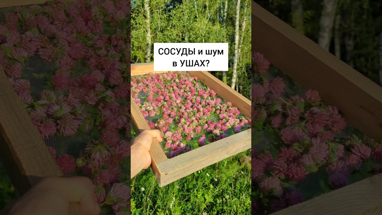 при слабых сосудах и шуме в ушах #здоровье #травы #лекарственныерастения