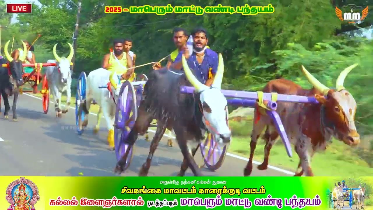 சிவகங்கை மாவட்டம் கல்லல் அருள்மிகு நற்கனி அம்மன்-2025 மாட்டுவண்டி பந்தயம் சின்ன மாடு -1