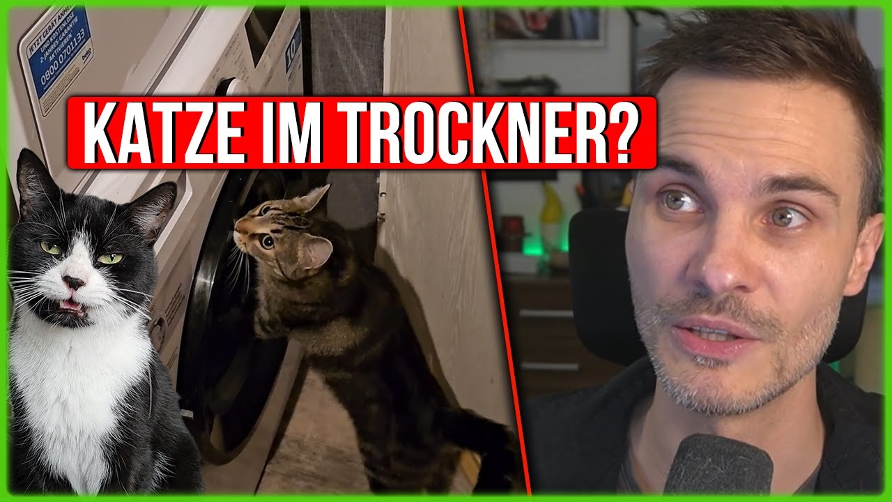 Ein vollkommen normaler Tag mit sprechenden Katzen