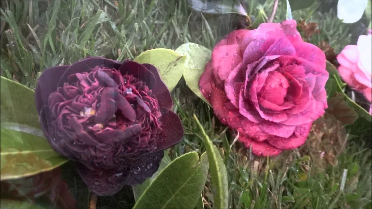 camélias em Celorico  (2016)