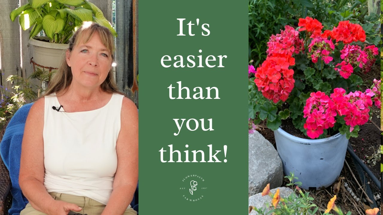 4 Ways to Overwinter your Geraniums - Pelargoniums