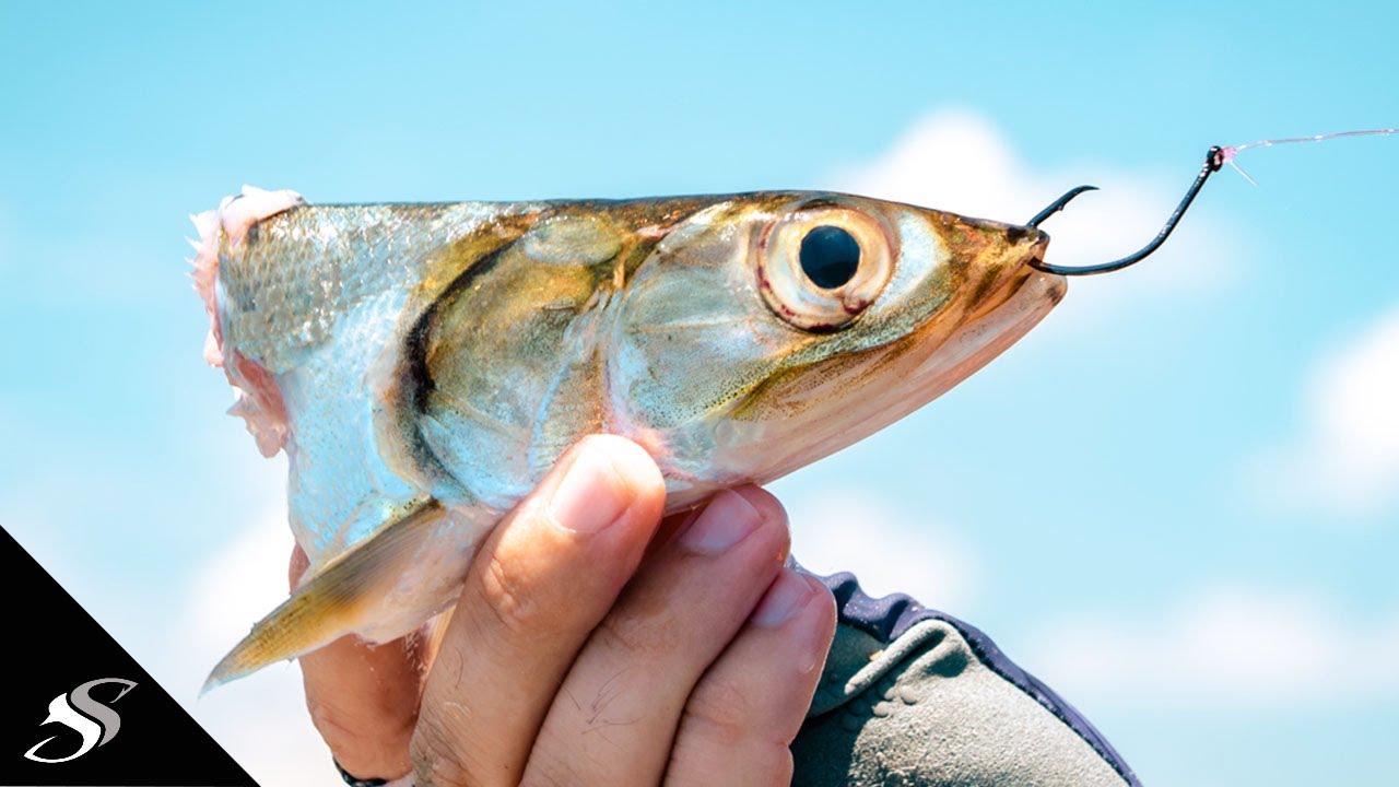 Free-Lining Cut Bait to Catch Inshore GAME Fish