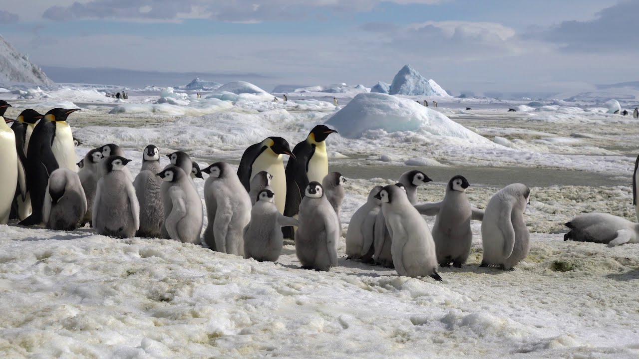 Chicks of the emperor penguin.