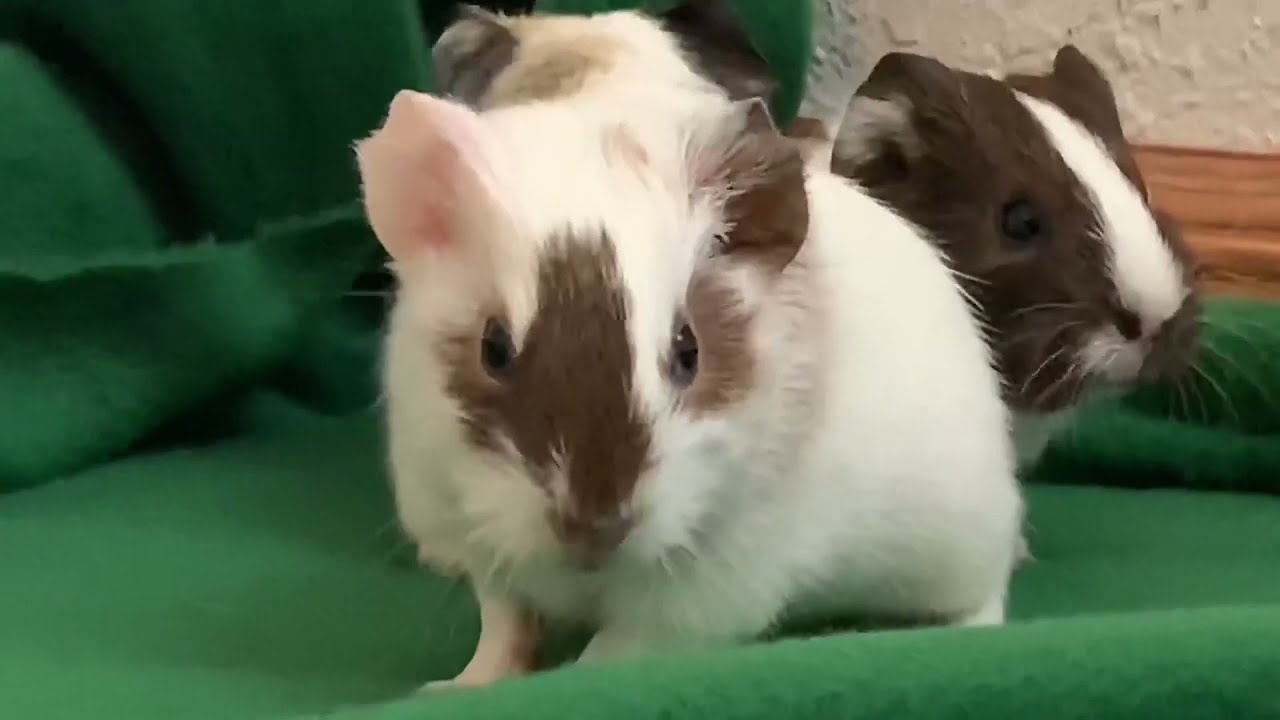 Chip Is The Worlds Grumpiest Guinea Pig