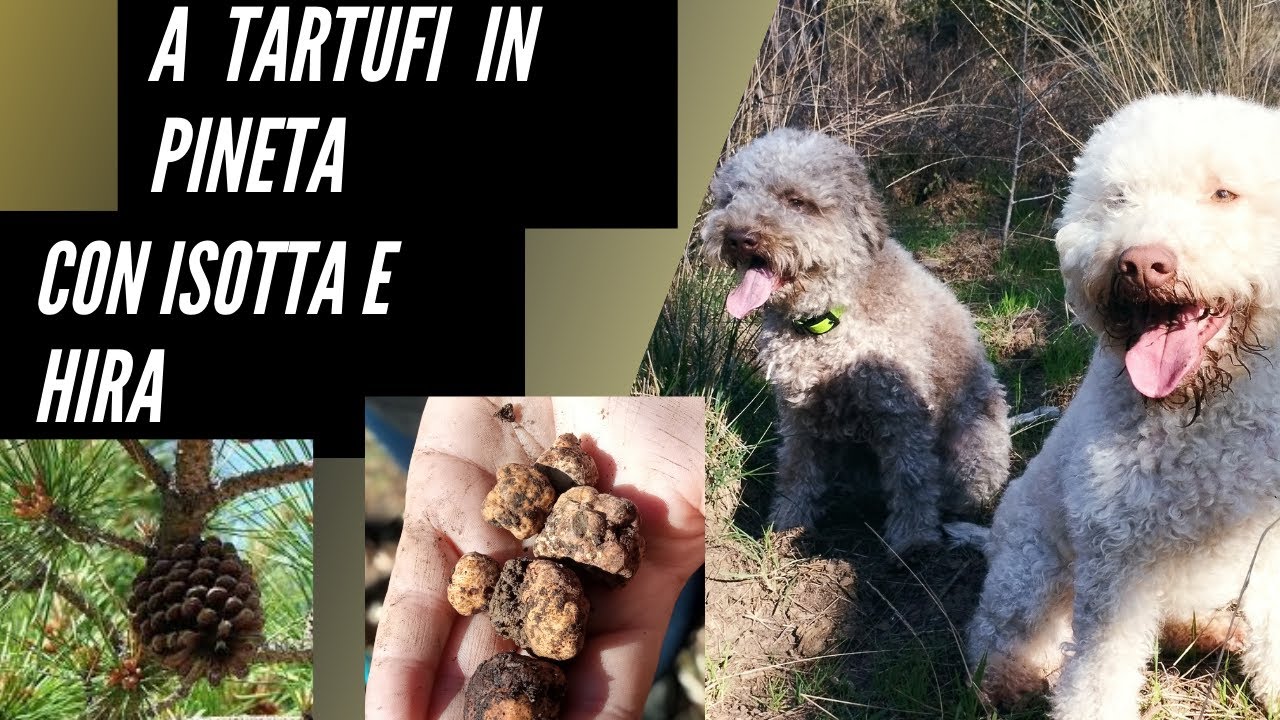 Hira e Isotta, cercando Tuber Borchii
