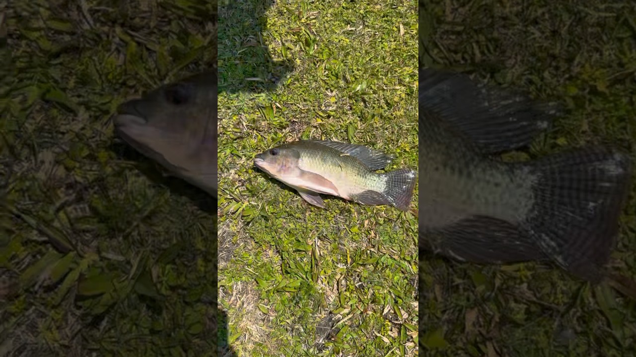 Tilapia Catch, Clean, & Cook!!