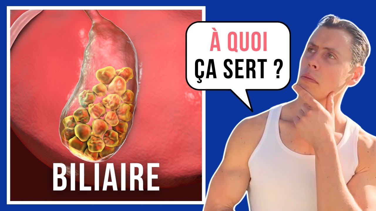 Le système digestif - La (fabuleuse) Vésicule Biliaire