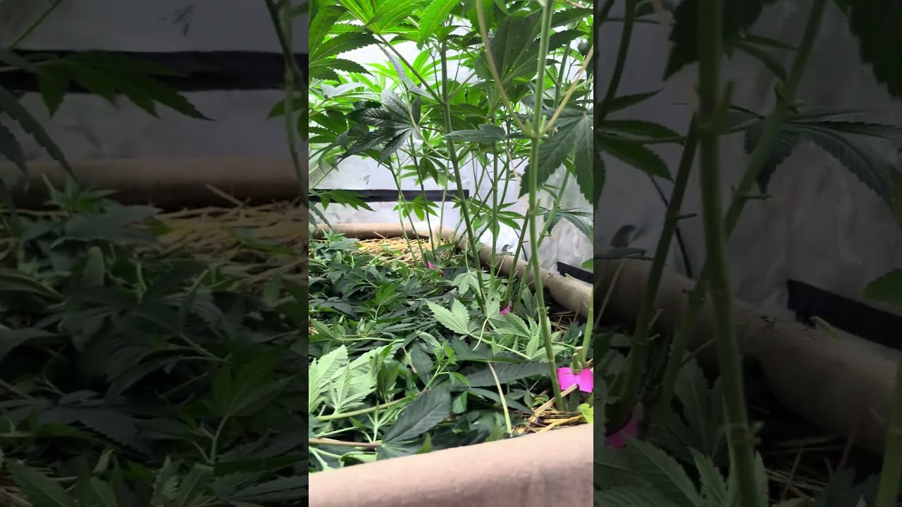 Pre flower prep #zkittles #sourd #zowwah #hashblast #karma #archive