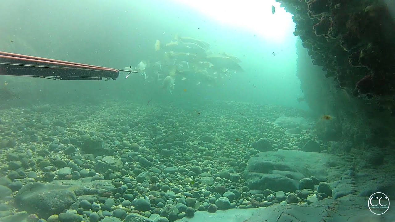 Coffs Harbour Spearfishing - Ep 2