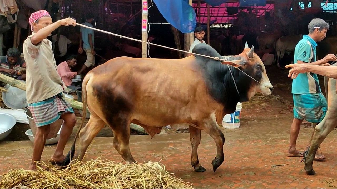 বিবিরহাট গরুর বাজার ২০২৫ । Bibirhat Cow Market | অবিশ্বাস্য দামে কিনুন কুরবানীর গরু | CTG Eid Vlog