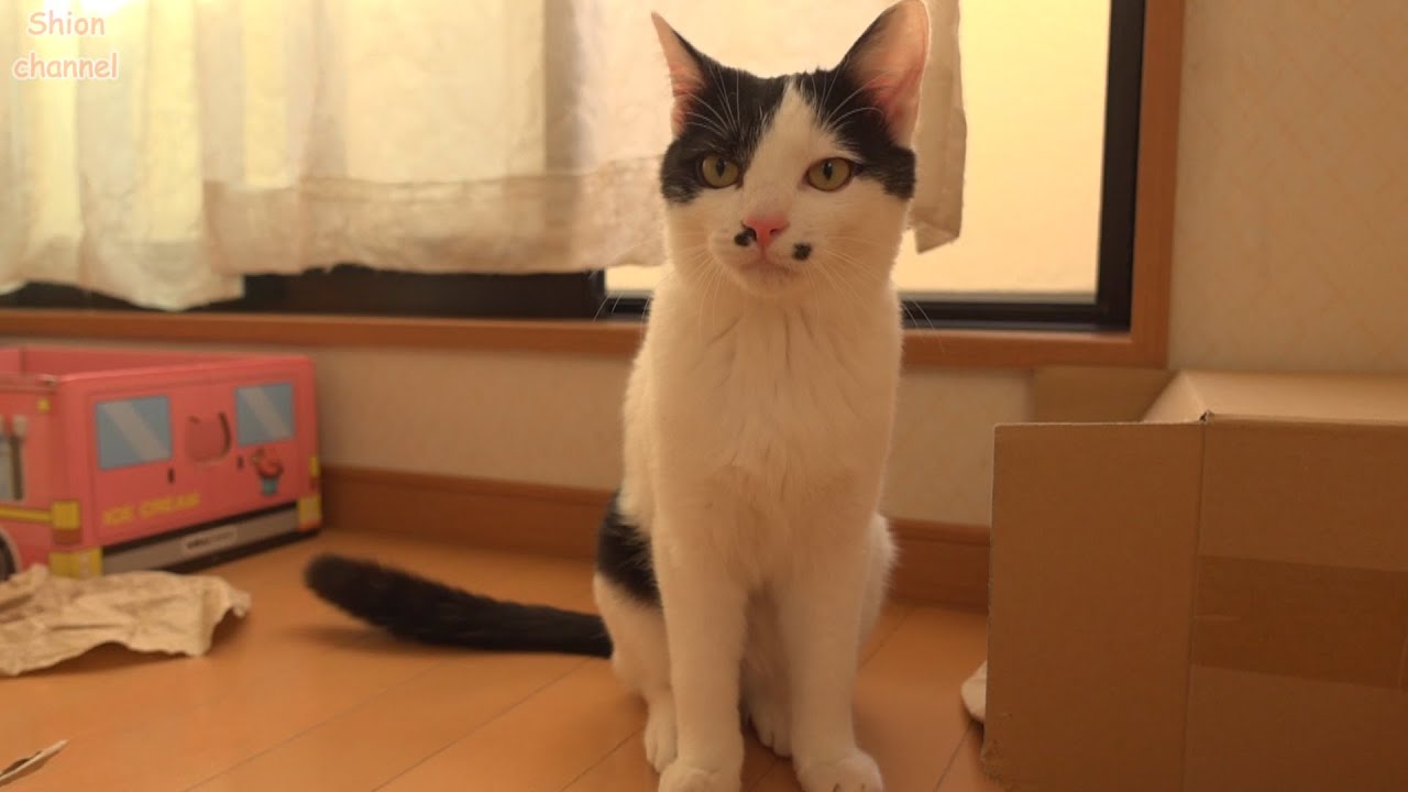 モヤモヤ期に突入して落ち着かない様子の猫