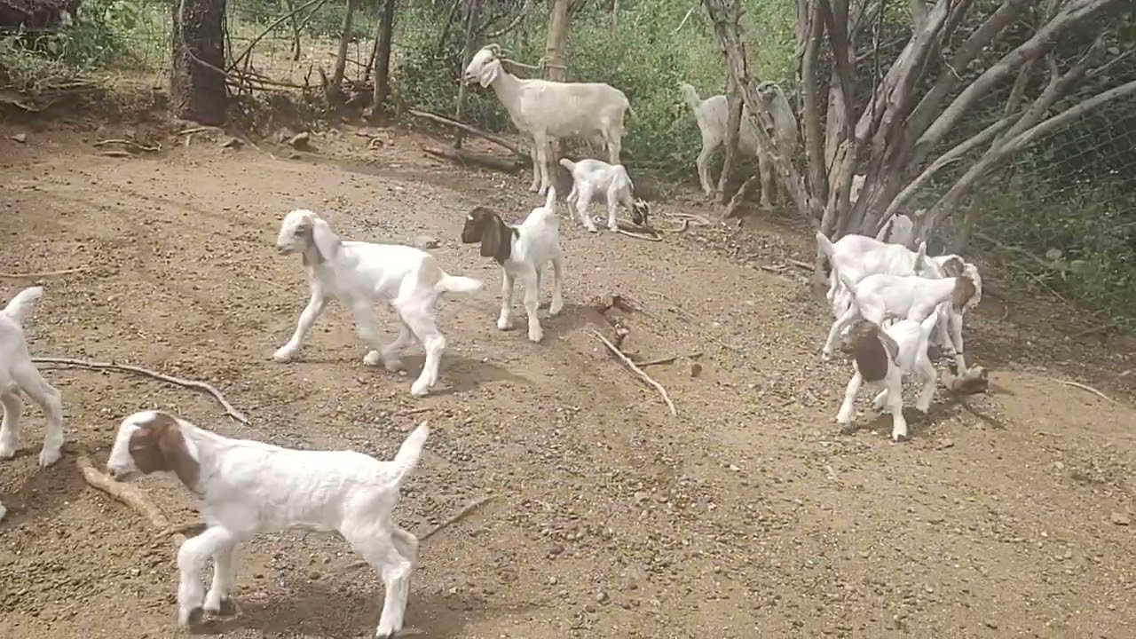 la vida en el rancho
