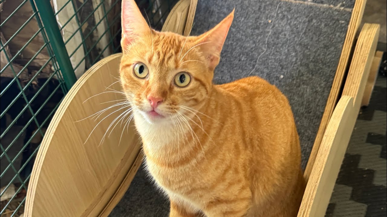 The BEST Thing I Did for My Indoor Cats - Showing Off my Omlet Catio 🐱