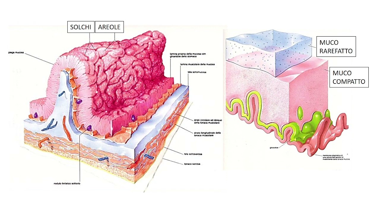 STOMACO - ANATOMIA MICROSCOPICA