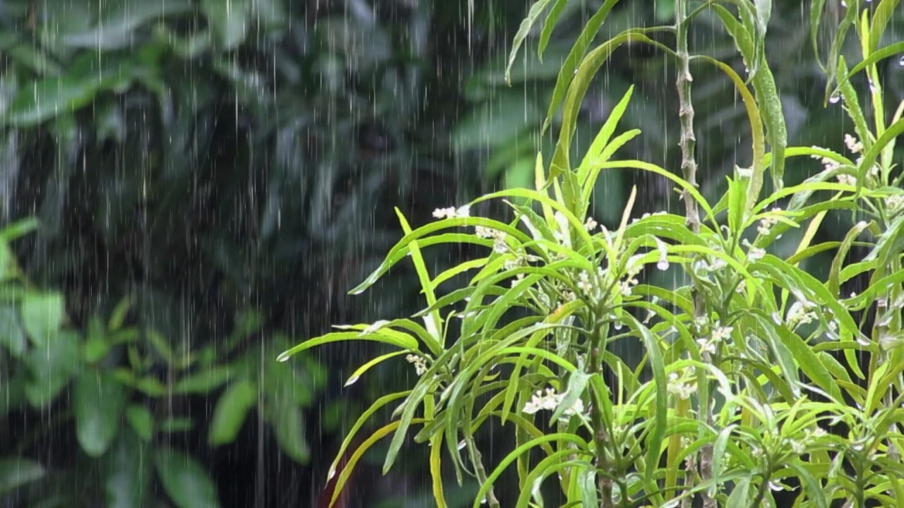 Rain Sounds for Sleeping No Thunder – Gentle Continuous Rain for Calm Relaxation and Deep Sleep