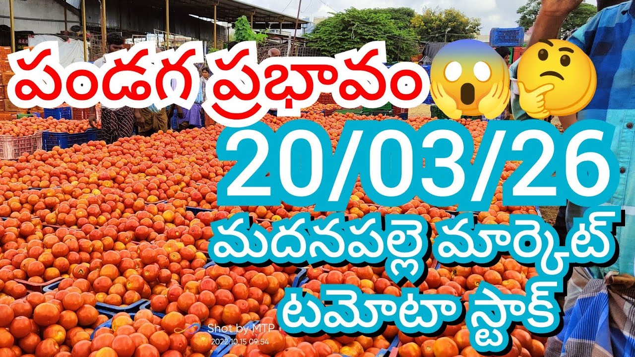 20-03-26 Madanapalle Tomato Market price Today || Today Tomato Market Rate in Madanapalle #today