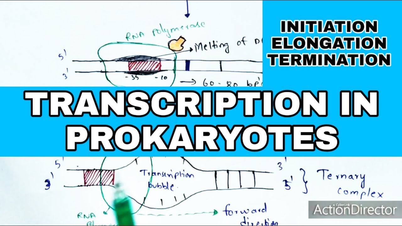 Transcription in prokaryotes | Initiation, Elongation, Termination | Bio science