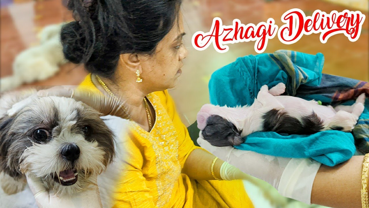 ❤️Alagi Dog Giving Birth to young Ones | அழகி குட்டி போடும் தருணம் | Cute Little Puppy