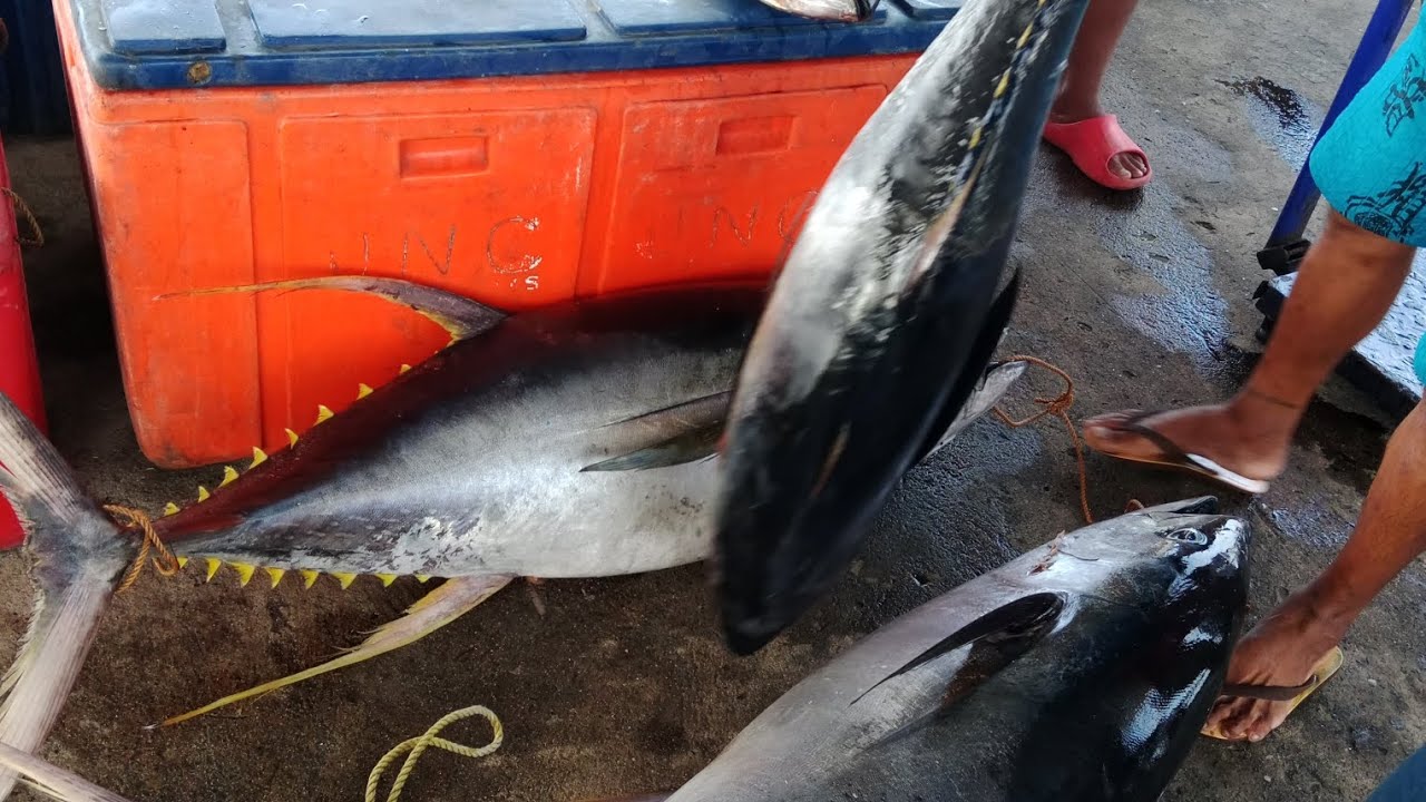Panahon na Ng mga tuna at pusit! Fist port Ng Masinloc Zambales. Tuna fishing, pusit adventure.