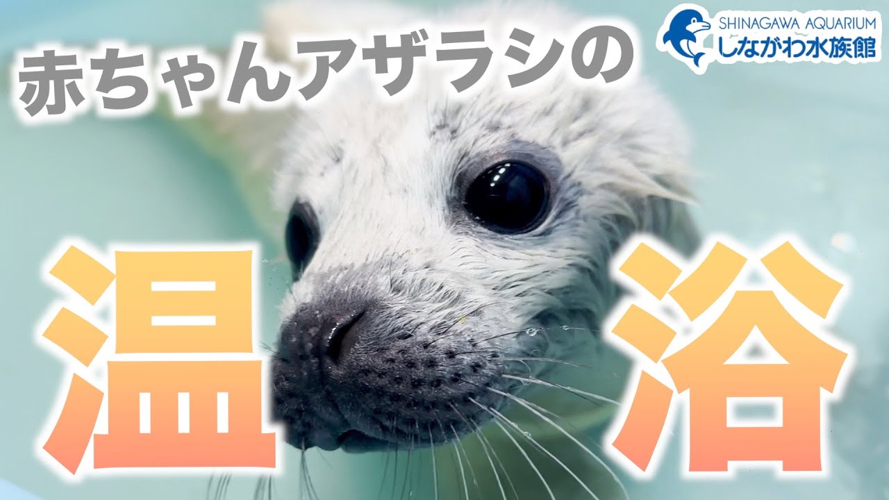 ゴマフアザラシの赤ちゃん～温浴編～＠しながわ水族館【しぶき】
