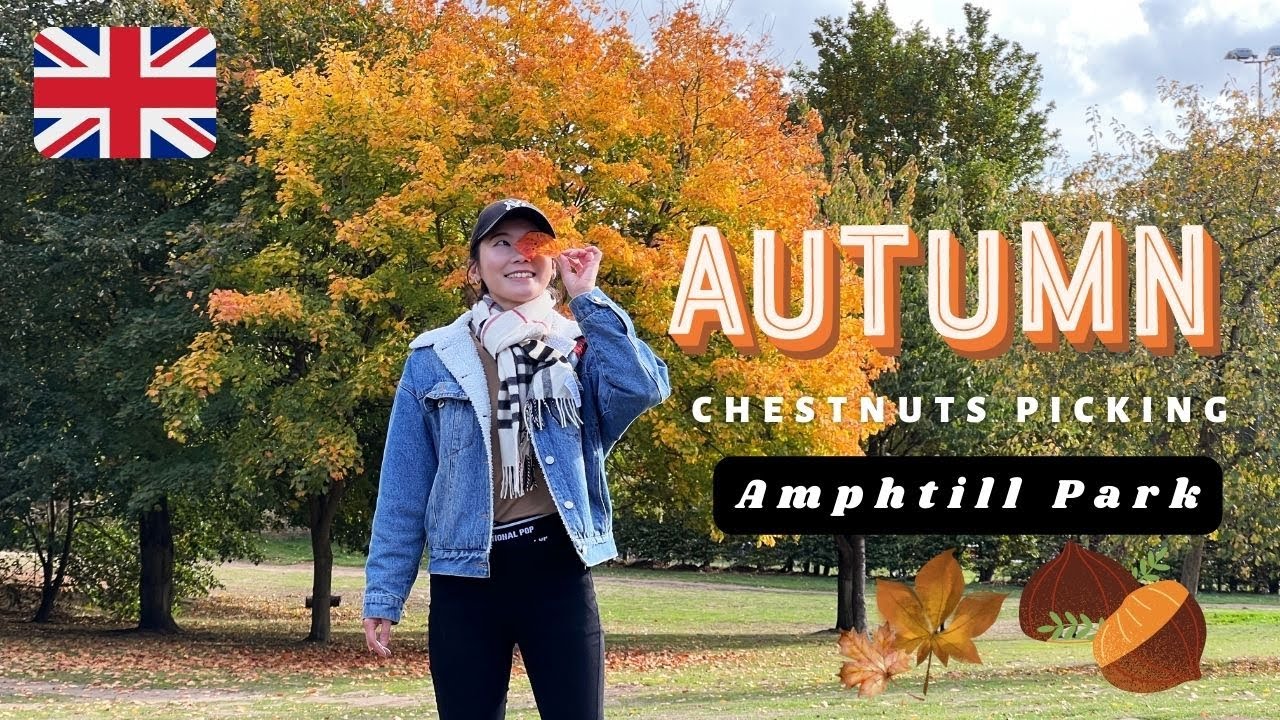 Picking chestnuts in Ampthill Park, Bedfordshire 🇬🇧（2022.9）