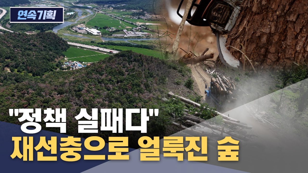 [소나무 연속기획1] 숲 가꾸기·방제에 '7조 원'‥