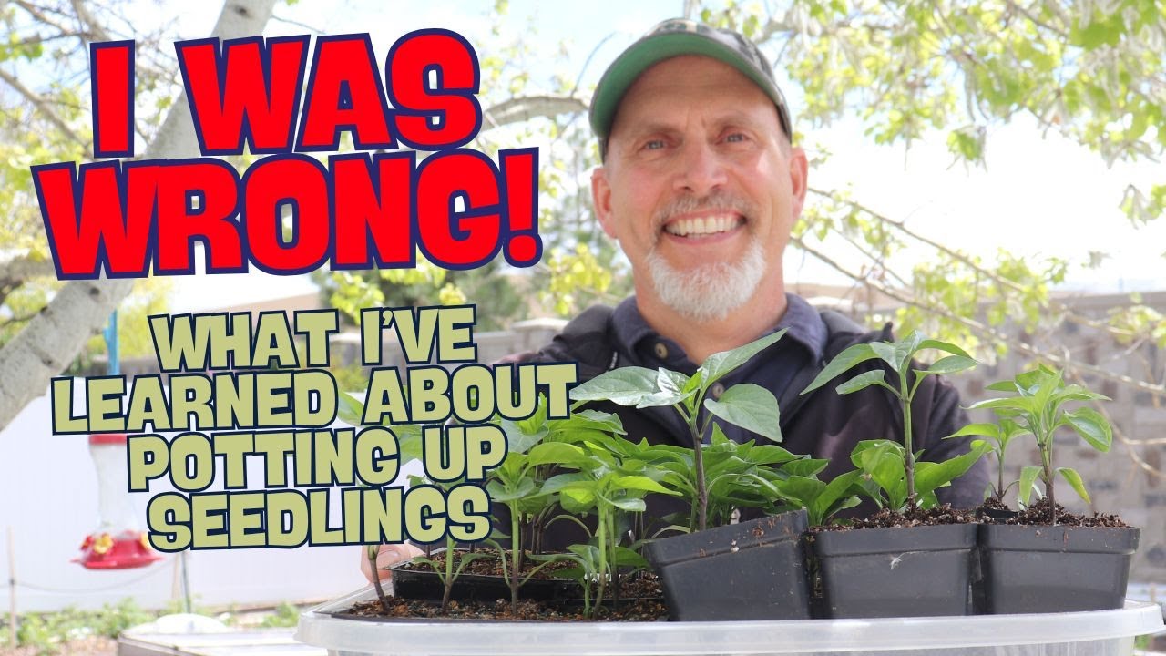 How and when to pot up your garden seedlings! - Pepper Seedling Pot up Demo