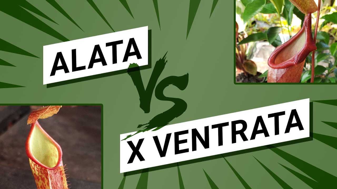 😫  Nepenthes Alata Versus Nepenthes Ventrata (don't be fooled by garden centers)