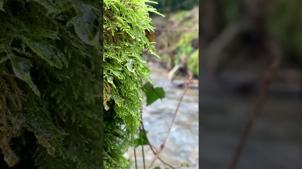 Bushcraft by the Stream #survival   #water  #outdoorskills  #naturelovers  #camping  #bushcraftlife
