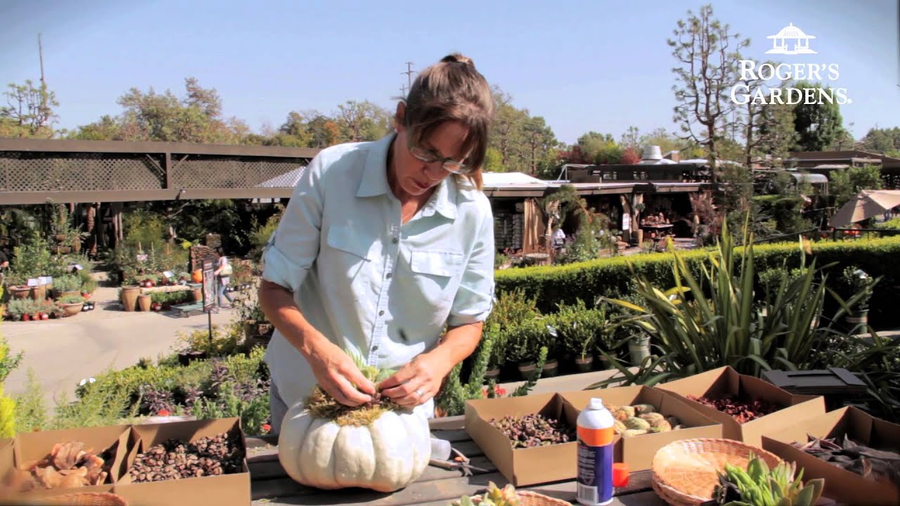 Roger's Gardens | Succulent Topped Pumpkin Workshop