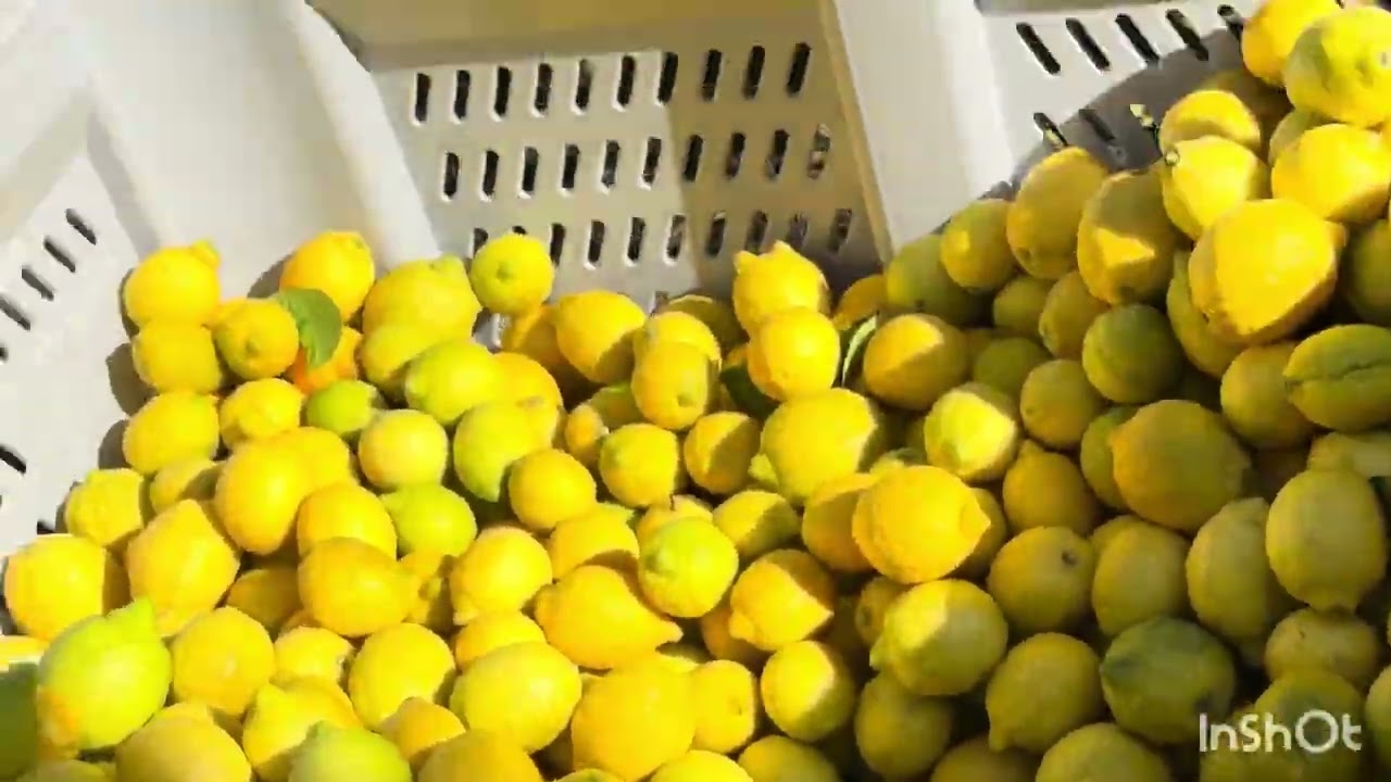 $48 LA CAJA DE LIMÓN