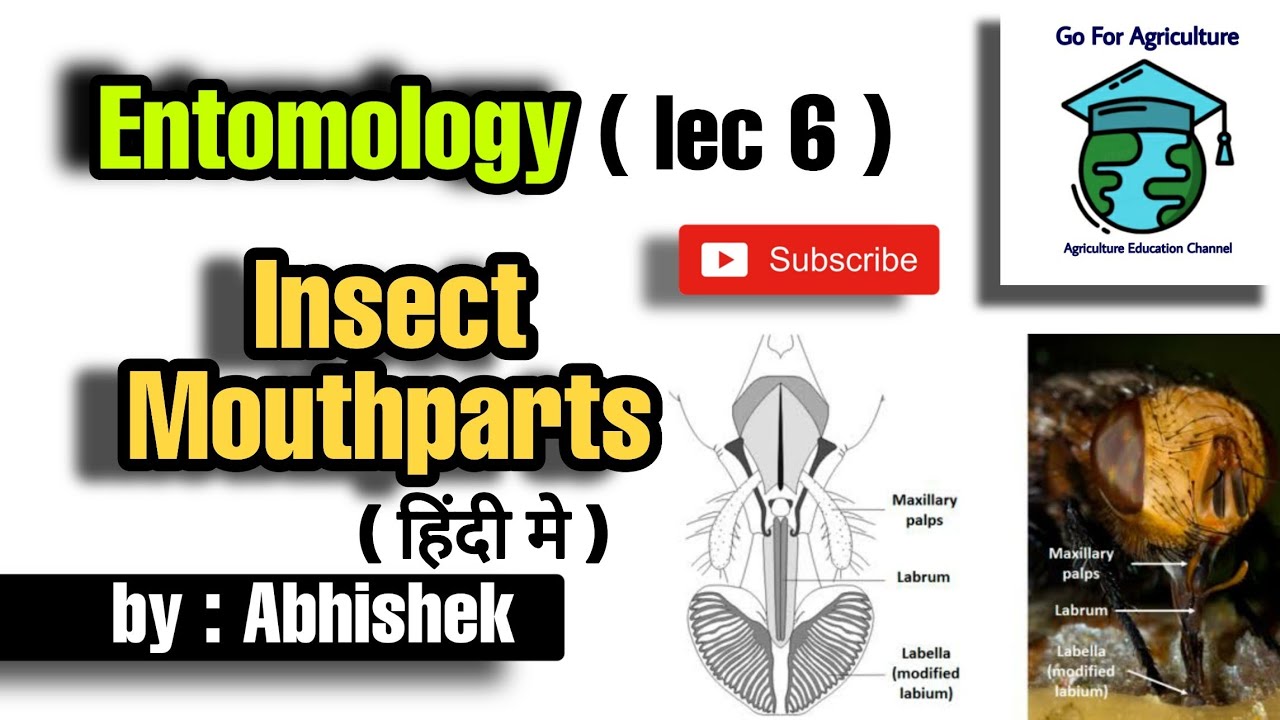 Insect mouthparts | It's type and classification | Entomology lec 6 | Go For Agriculture