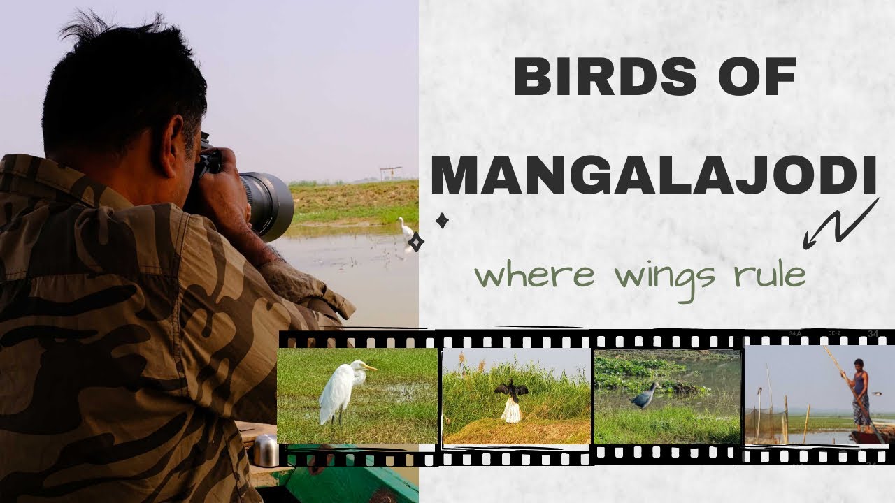 Mangalajodi Bird Sanctuary | Chilika Lake Birding | Migratory Birds of Odisha | February 2021