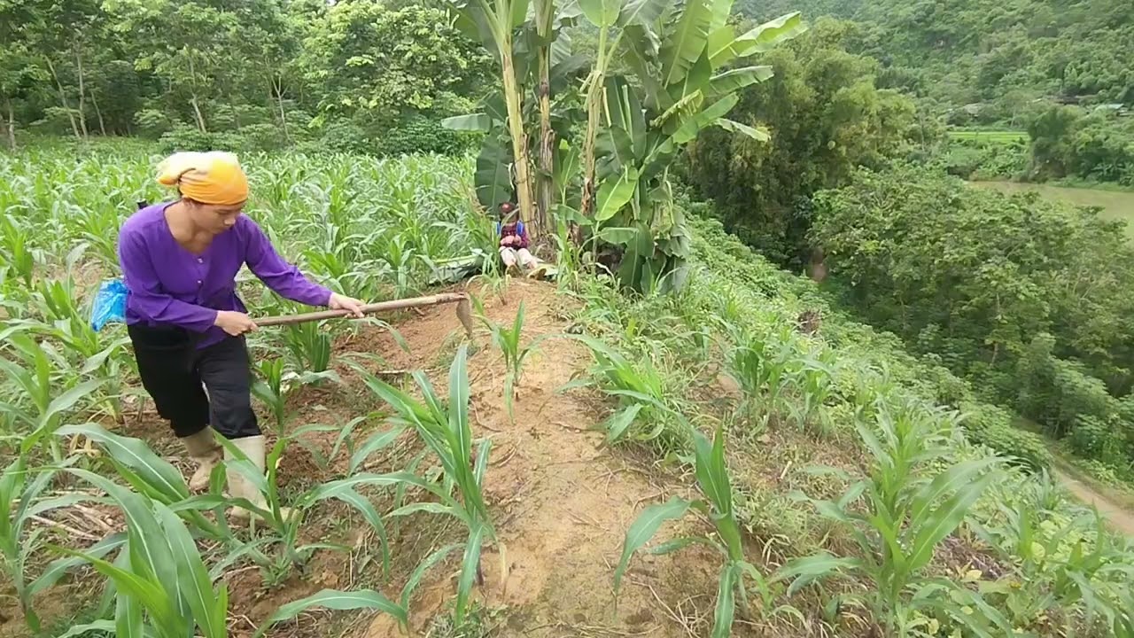 a lunch of mother and daughter going to harvest corn, ly tu chau
