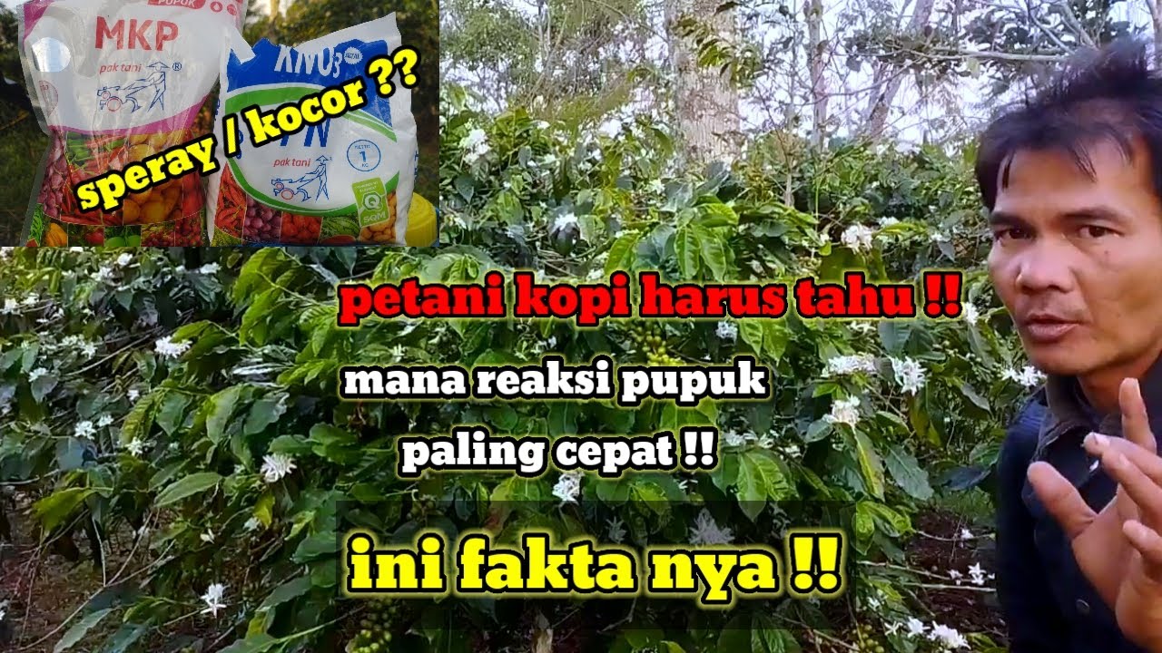 PUPUK MKP & KNO3 ??BAGUS NYA DI SEMPROT ATAU DIKOCOR ,INI MELALUI PENGALAMAN NYATA
