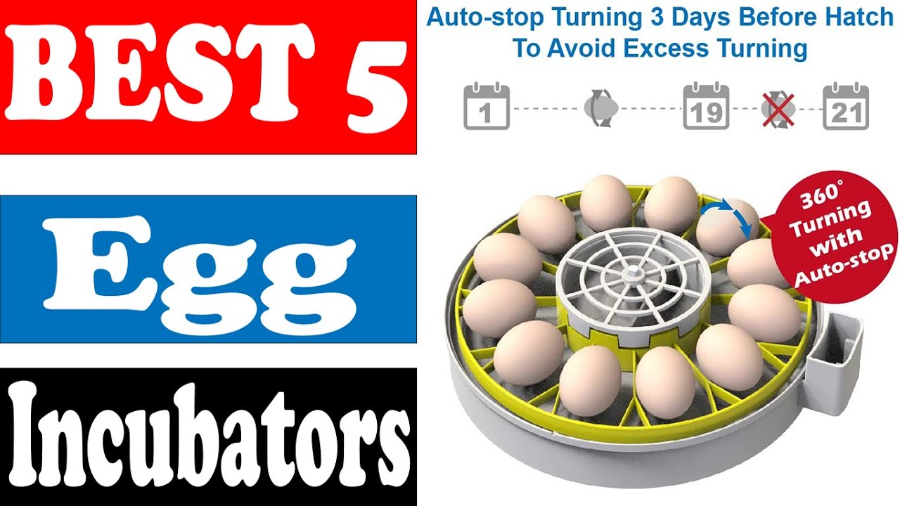 The 5 Best Egg Incubators | Easy To Decide |