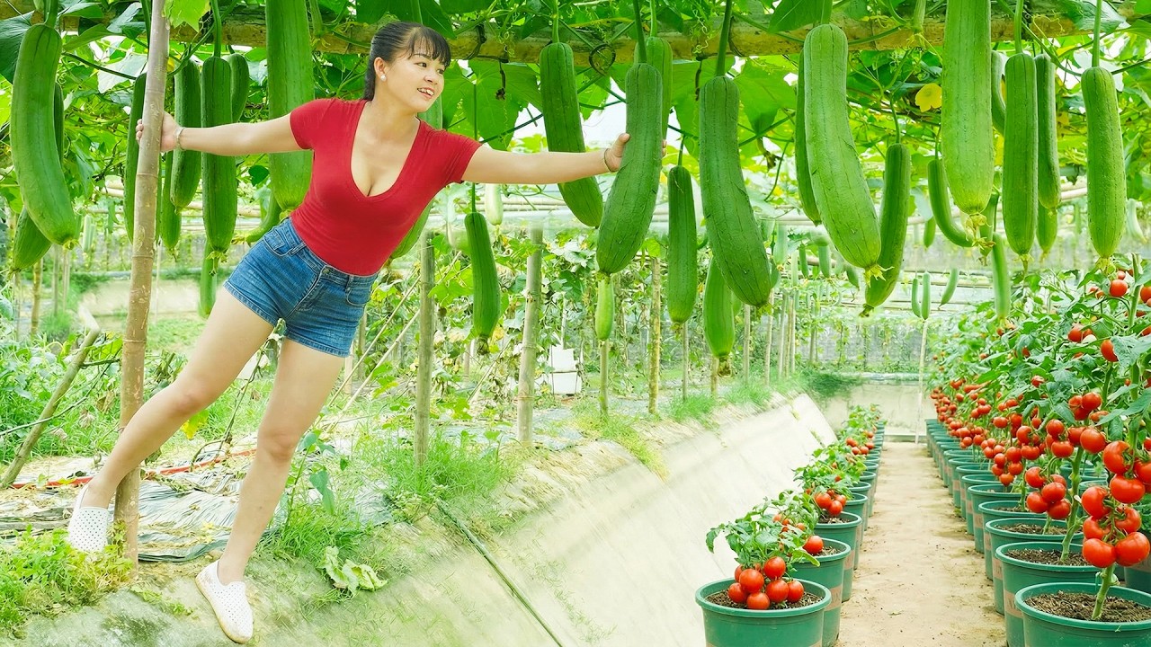 Harvesting Fresh Tomatoes & Luffa Sponge Gourd, Use Truck Transport Go To Sell