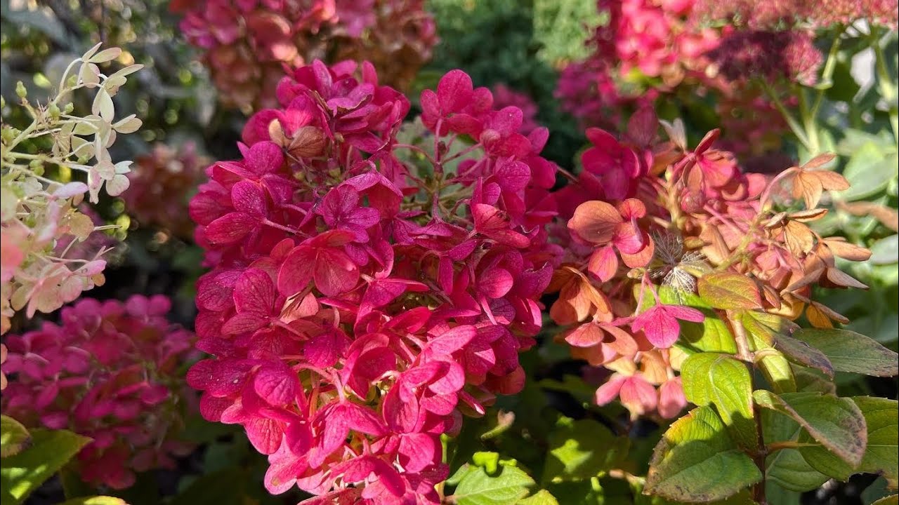 Little Lime Punch Panicle Hydrangea - Recap of 2022 Season