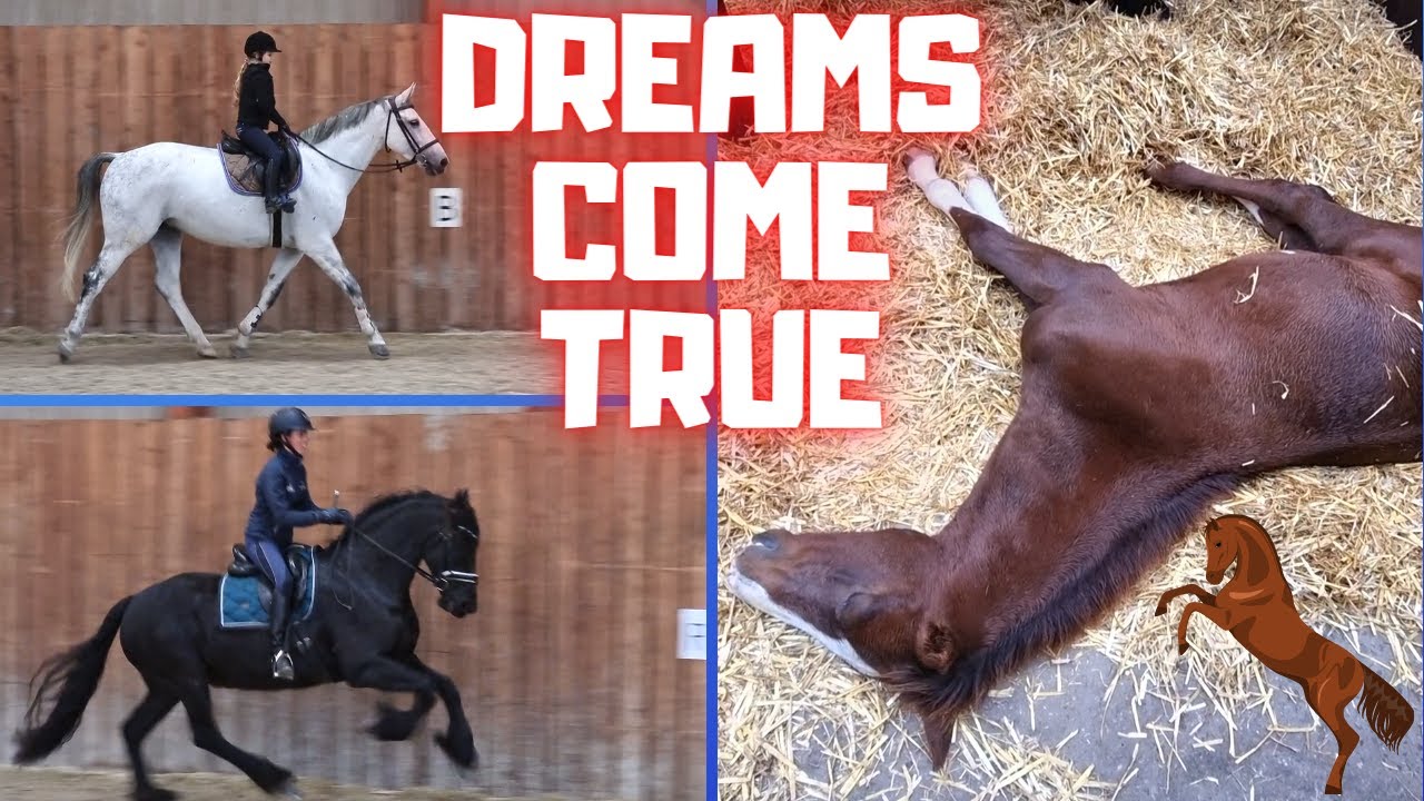 What are Rising Star⭐ and Faya doing? | Friesian Horses