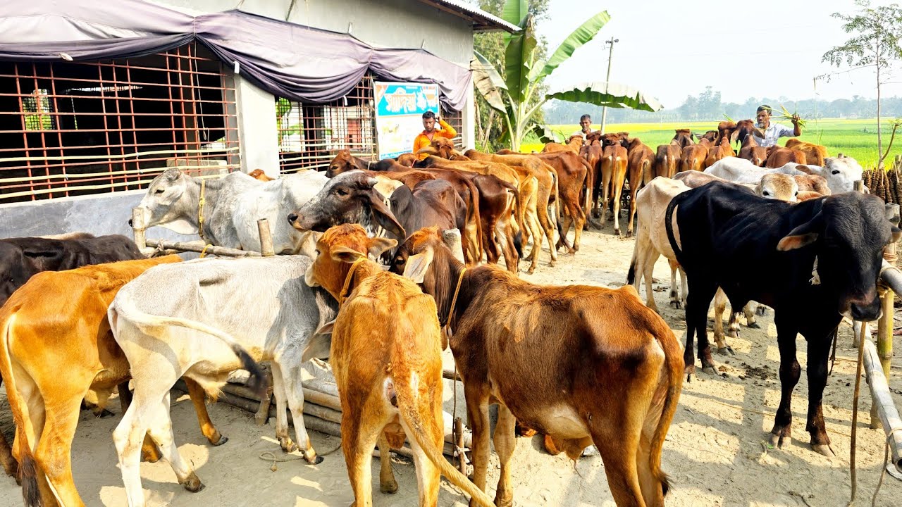 4/2/26/এইটাই মোক্ষম সুযোগ বর্ডার এলাকা থেকে ক্যাশ অন ডেলিভারিতে শাহীওয়াল ষাঁড় বাছুর কিনার।
