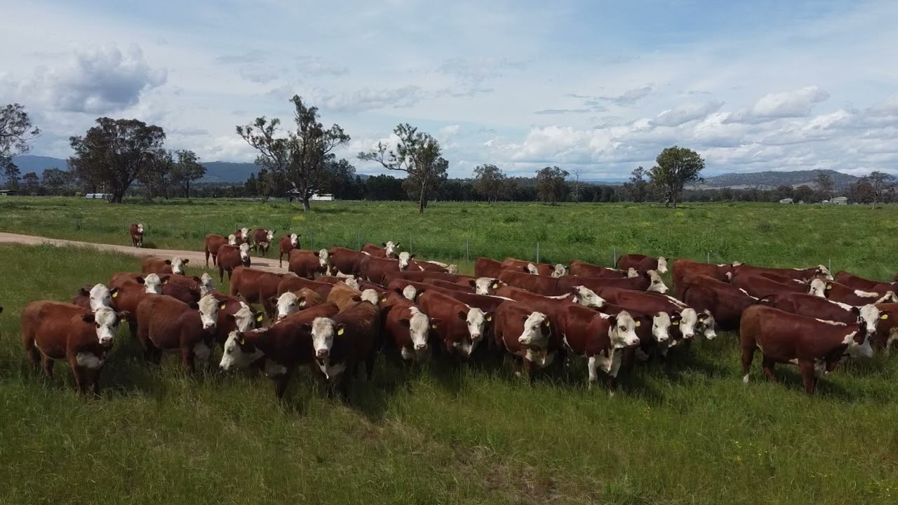 Okeview Hereford Heifers