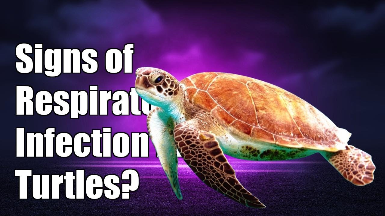 What are the signs of a respiratory infection in turtles?
