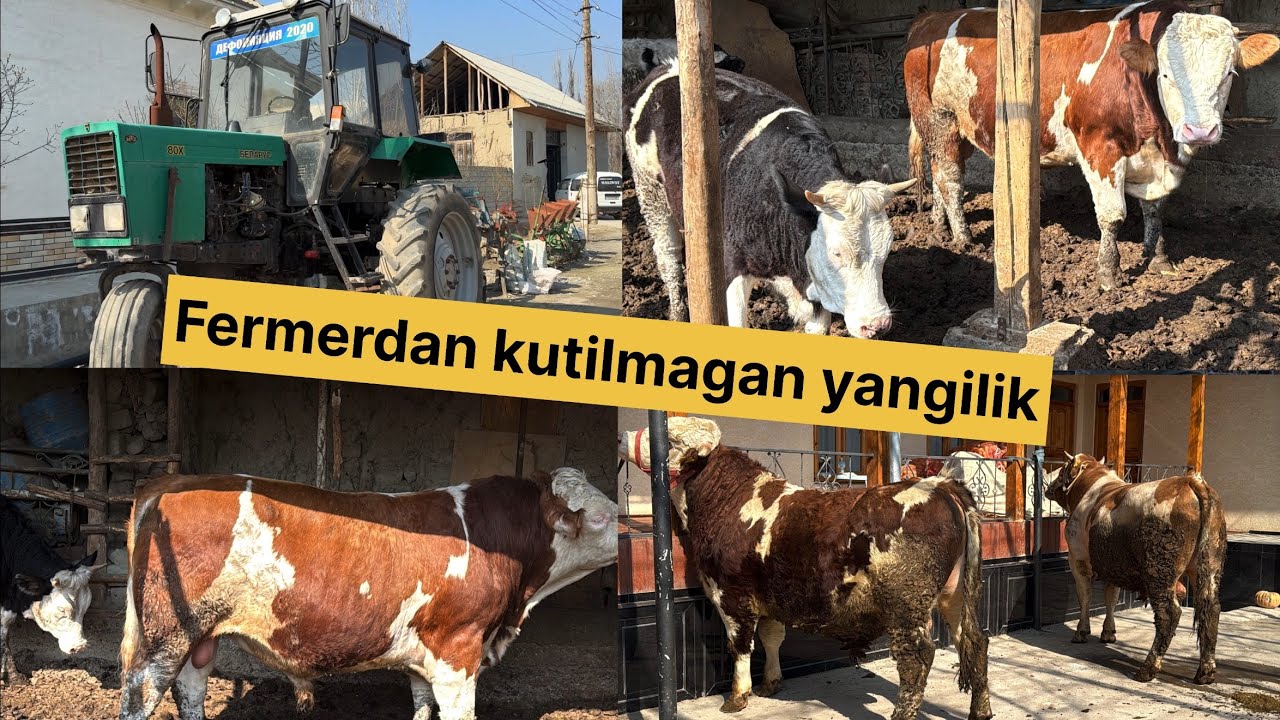 Simental Gibrid Mikki maus Ras poroda buqalar hamda gʻunajin .Belarus 80 X traktor soraganlarga