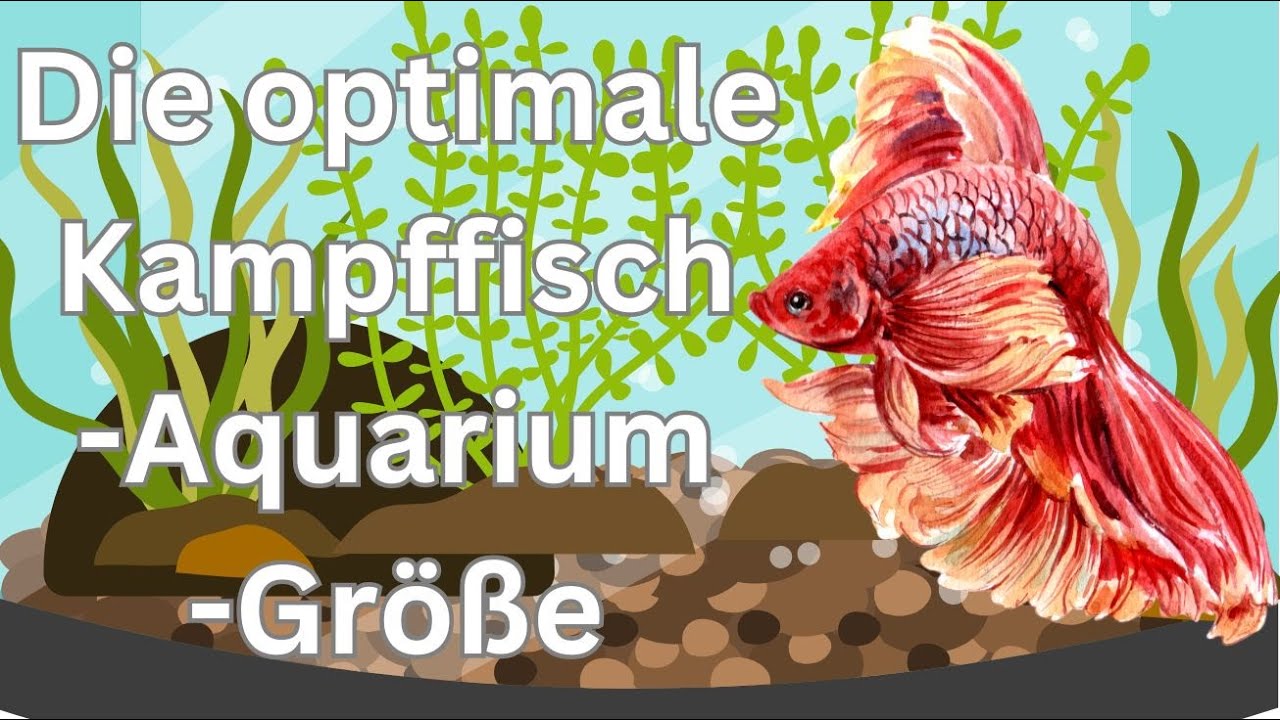Kampffisch Aquarium Gr&ouml;&szlig;e   So ist es ideal!