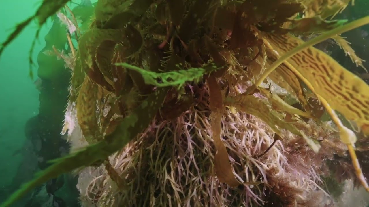 Santa Barbara Sea Caves 6 4 25