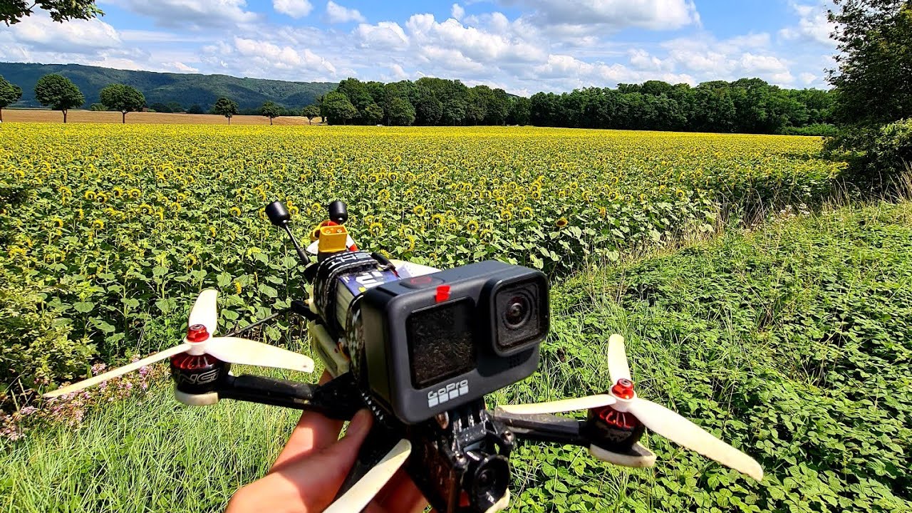 Champs ce tournesols en drone FPV 🌻