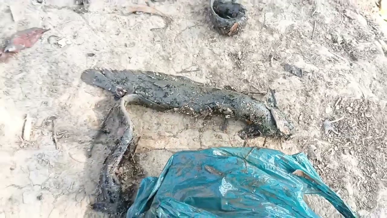 মাছ ধরার ভিডিও। Bangladeshi Fishing video 🐟🐟 #msbangla8