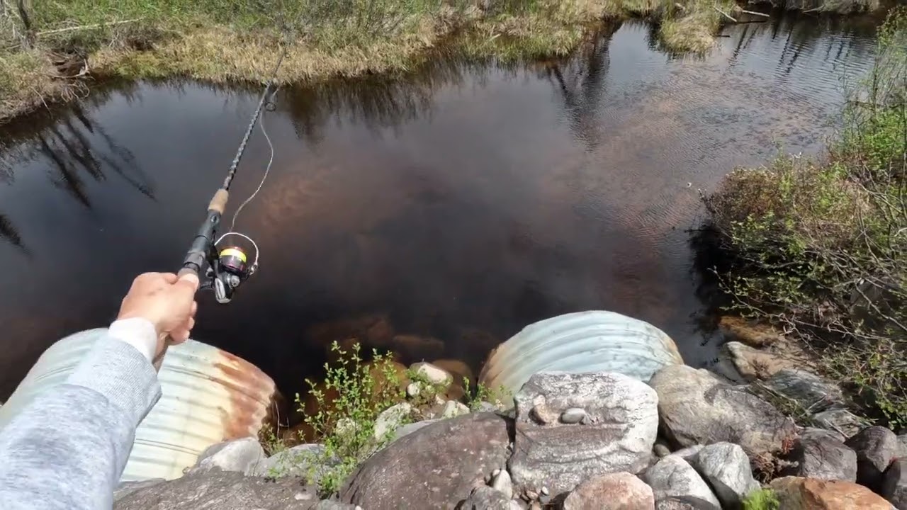 pêche truite au Québec 2025