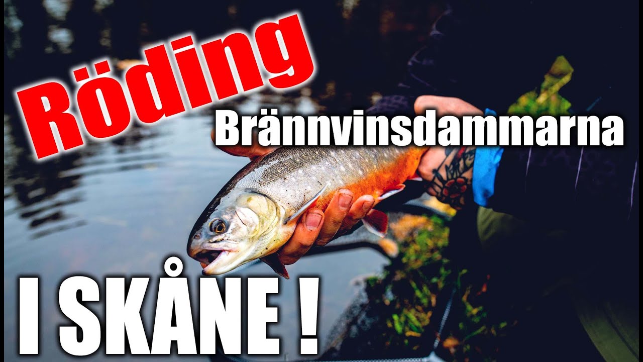 Brännvinsdammarna - Röding i Skåne ! Flyfishing - Flugfiske