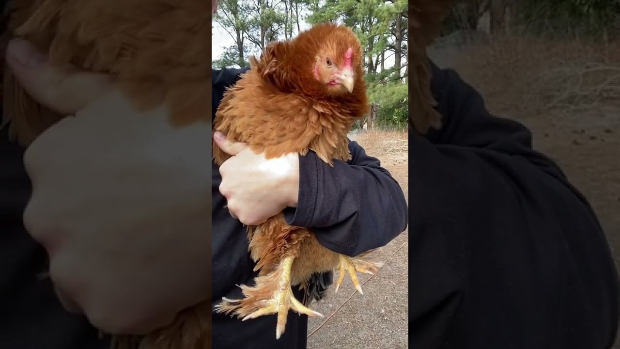 Who else loves frizzles? #frizzle #floof #chicken #chickenlife #backyardchickens #backyardbirds